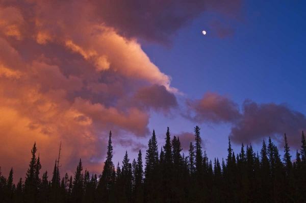 Canada, Alberta, Jasper NP Clouds over forest